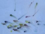 DSC03210.jpg